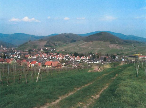 Alsace Vineyards