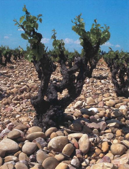 Chateauneuf Du Pape Old Bush