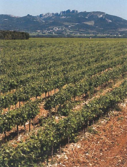 Southern Rhone Vineyard