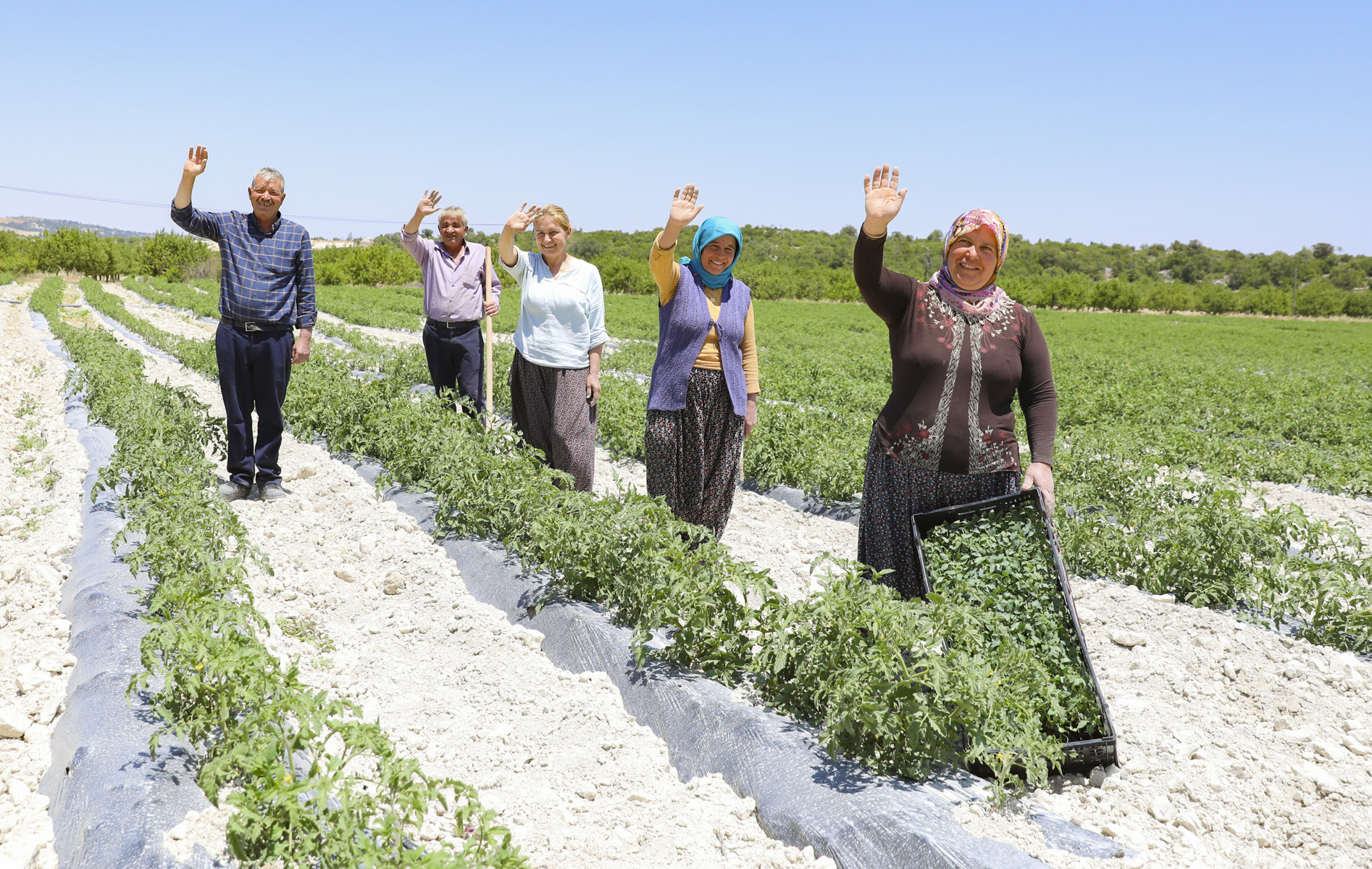 Büyükşehi̇r Gülnar’da 105 Bi̇n Domates Fi̇desi̇ Dağitti (8)