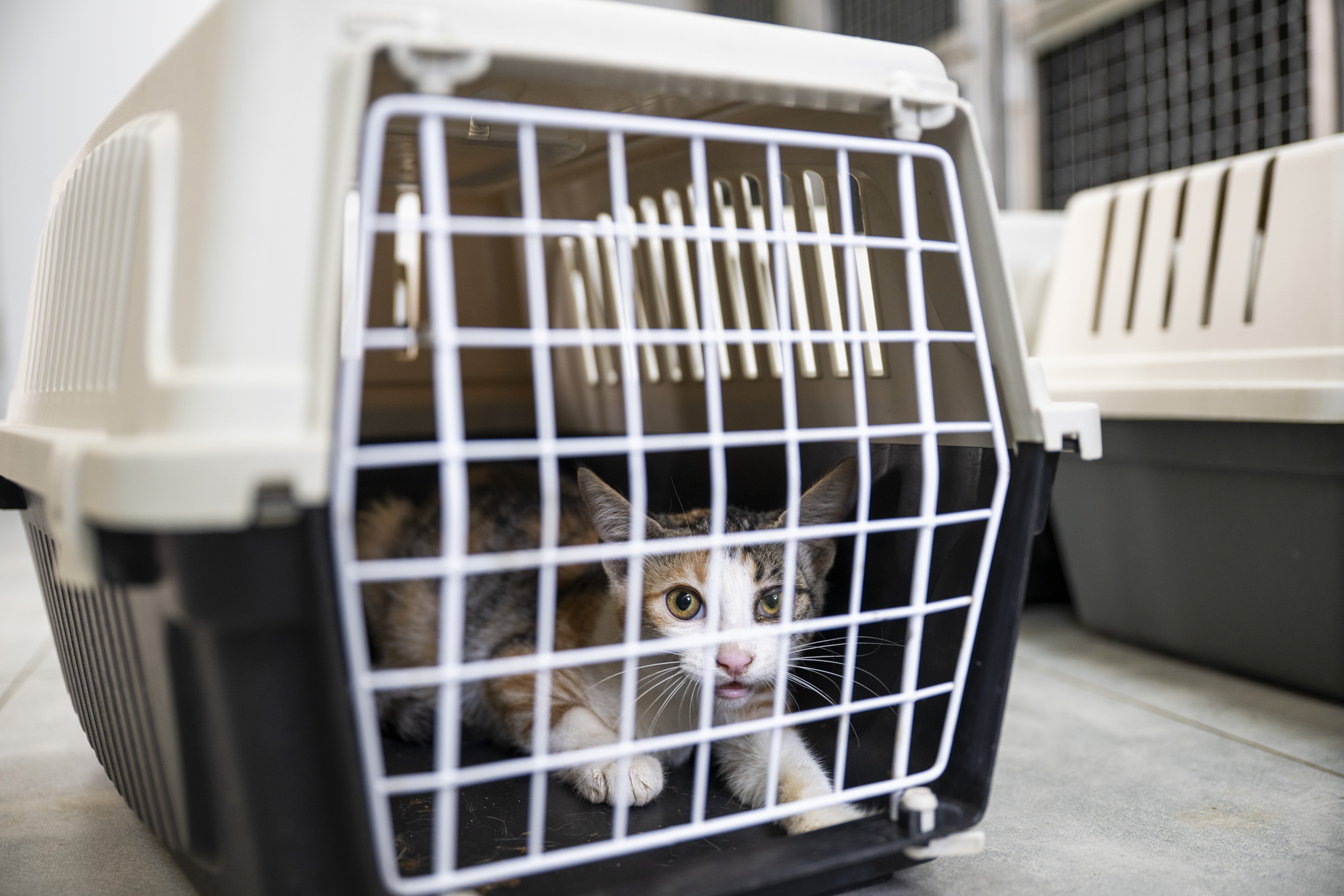 Büyükşehi̇r’i̇n Kisirlaştirma Merkezi̇ Yoğun İlgi̇ Görüyor (12)