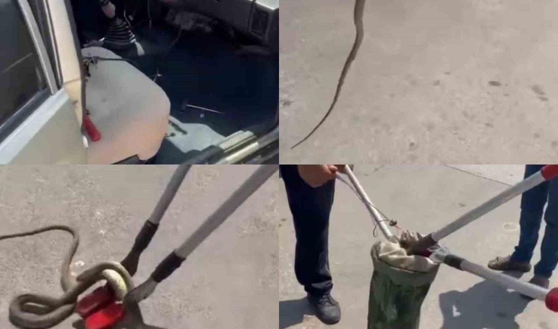 Hastane Bahcesindeki Otomobilden Yilan Cikti 7E2Cbc2334E7 1100X650