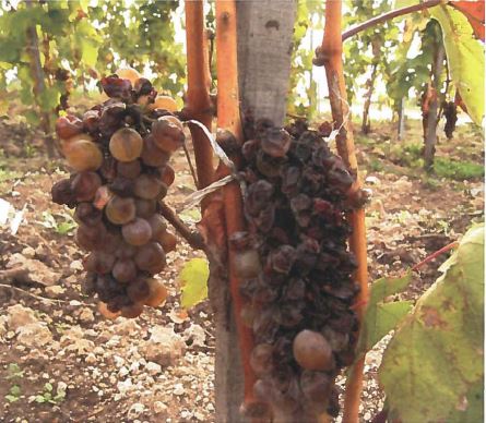 Tokaj 1