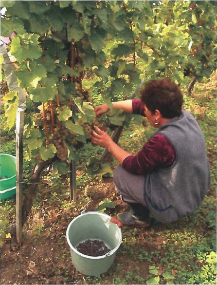 Tokaj 2