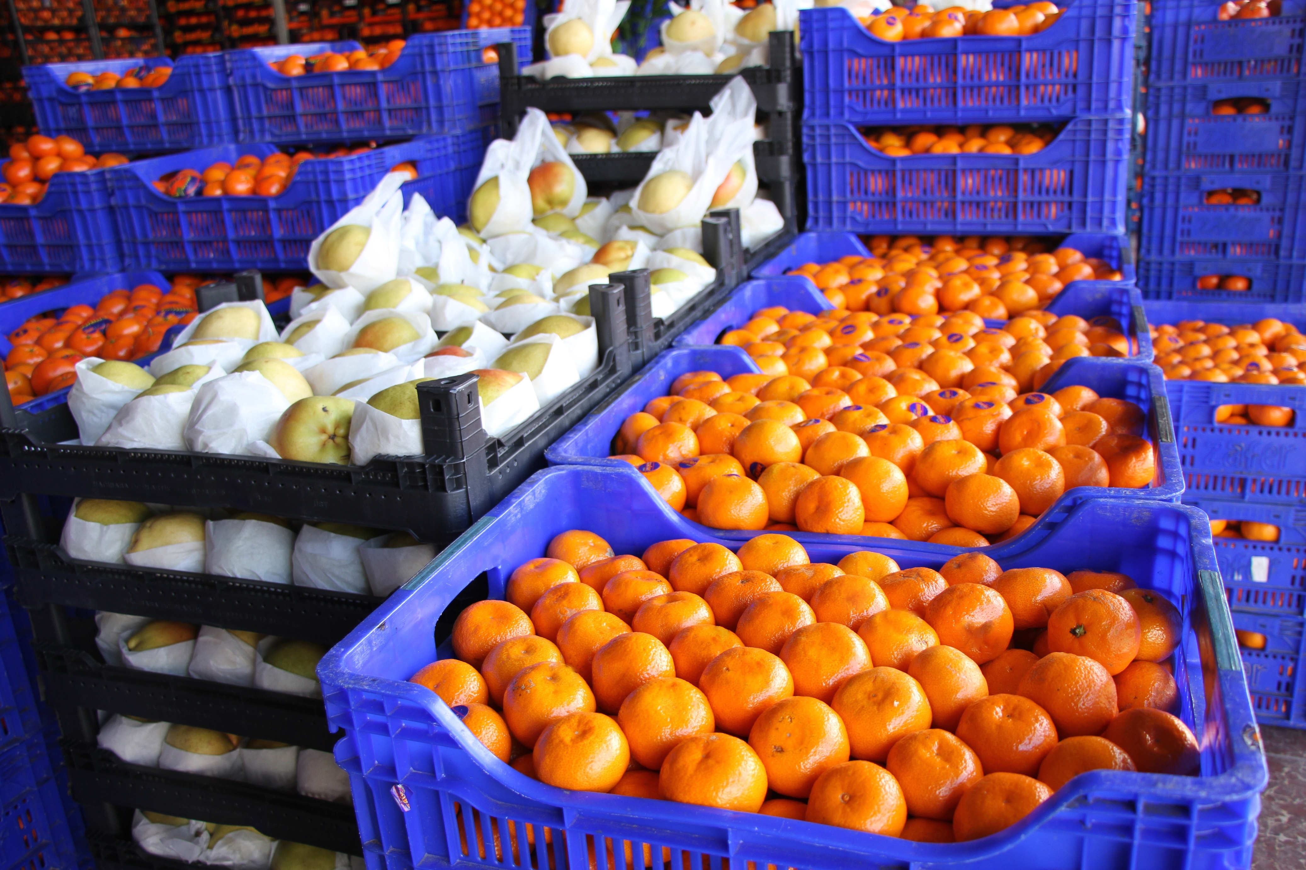 Large 20201224728821801239251