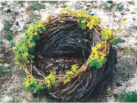 Santorini Vine