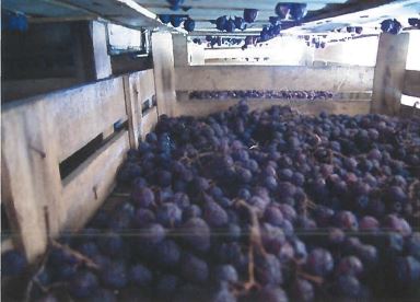 Grape Drying 2