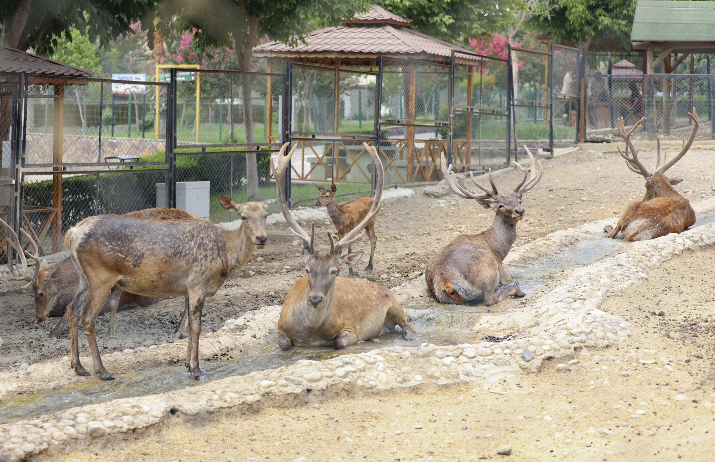Tarsus Doğa Parki’nda Hayvanlari Seri̇nleten Çalişmalar… (5)