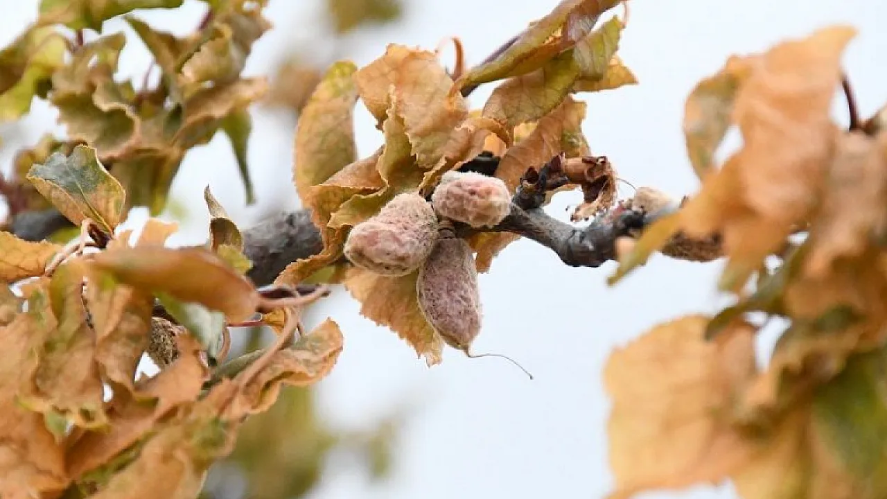 Zirai Don Destegi Hesaplara Ya 1760978340 P G2N K X