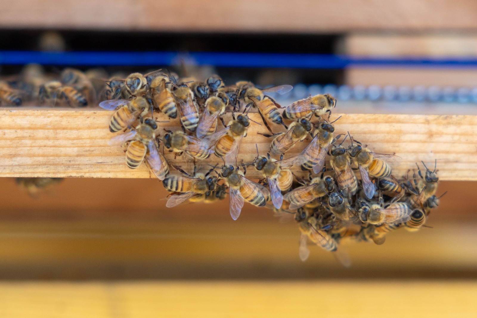 Yenişehir Belediyesi Arı Merası Kuran Türkiye’deki Ilk Belediye Oldu (14)