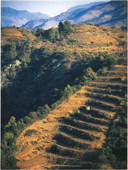 Priorat Vinyard
