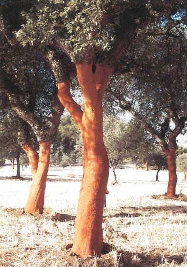 Cork Trees