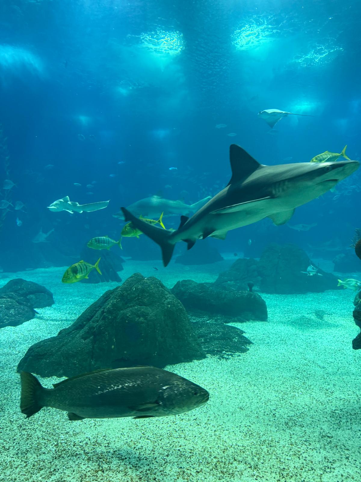 Whatsapp Image 2026 02 06 At 13.16.51 (1)