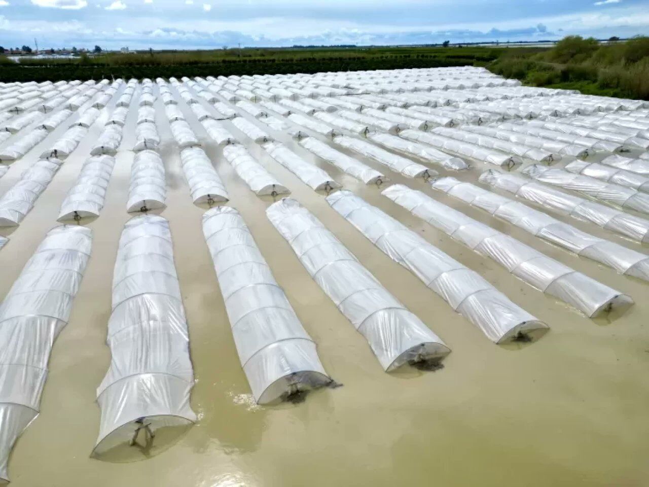 Mersintarımarazileri (2)