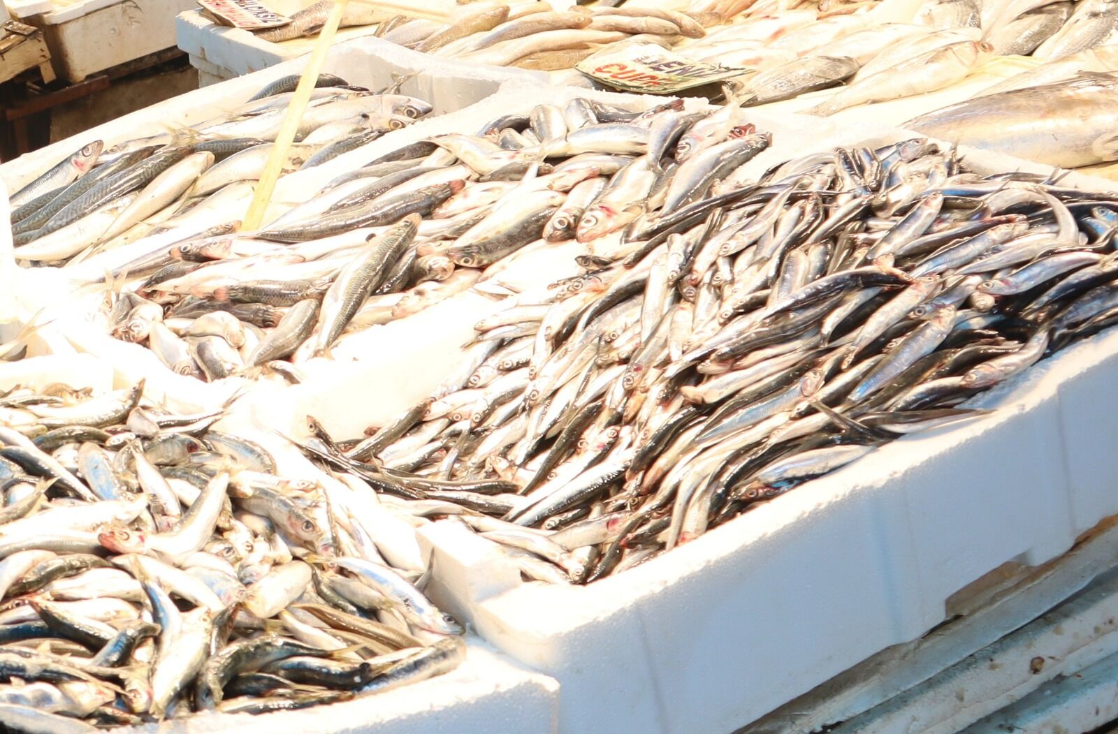 Whatsapp Image 2026 03 09 At 11.36.10