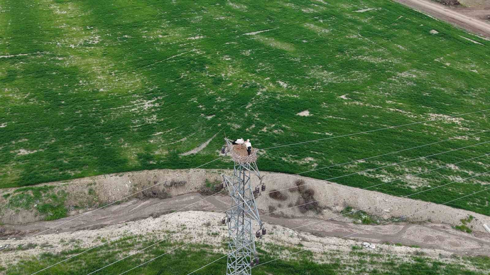 Baharın müjdecisi leylekler Elazığ'ı renklendiriyor