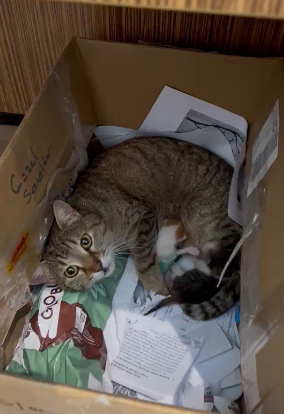 Okulun maskot kedisi yavrularını öğretmenler odasına taşıdı