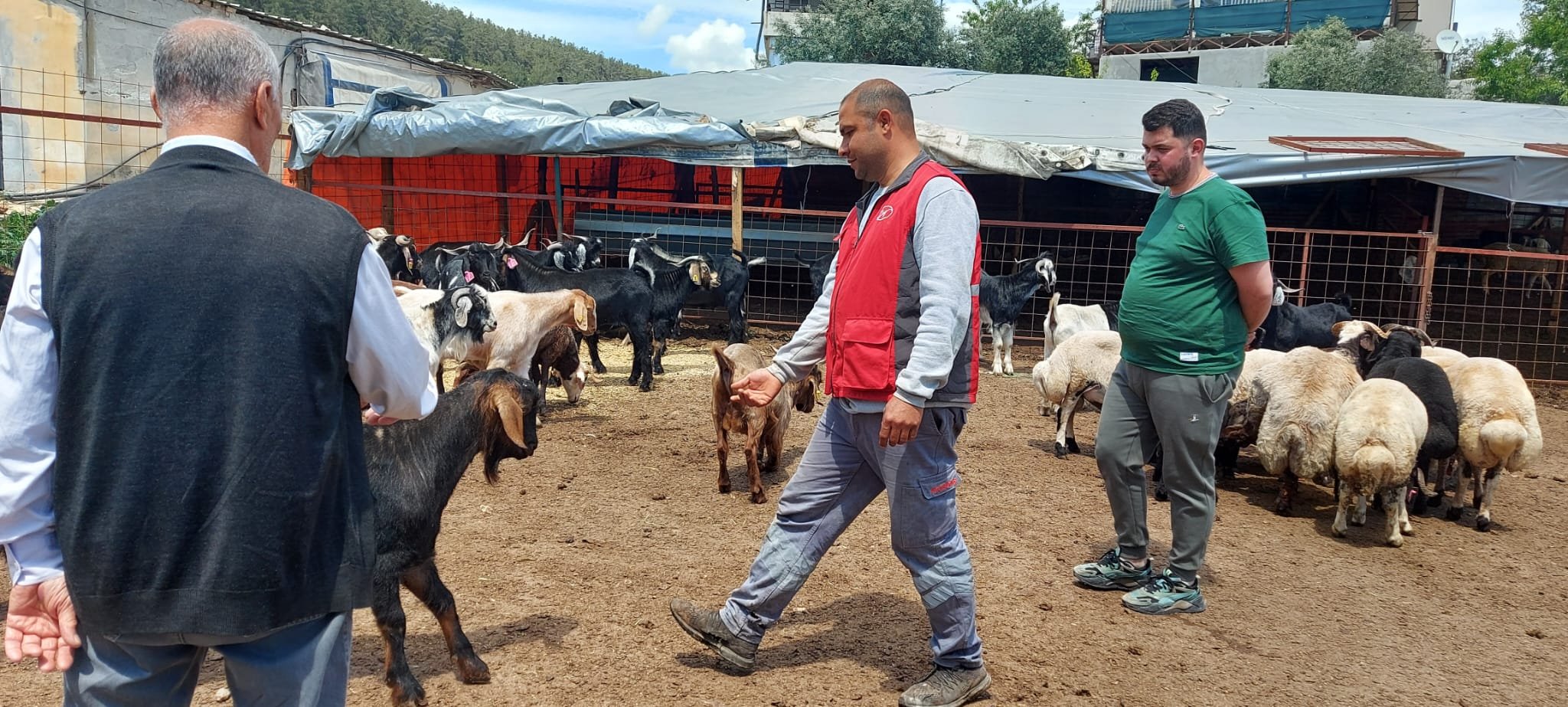 Mersinkurbanlık (1)