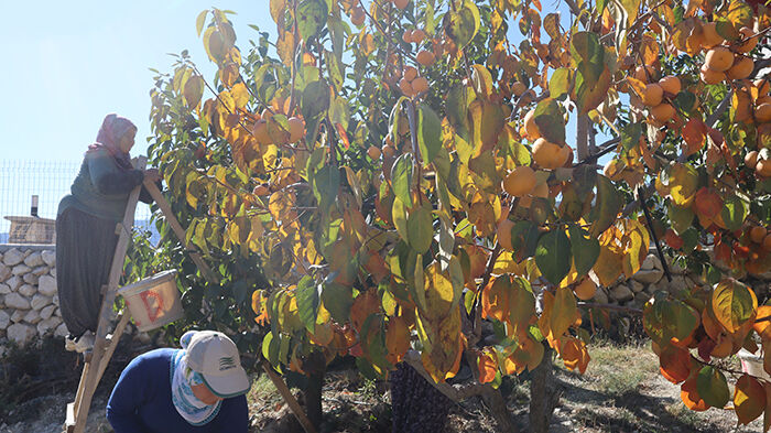 Mersinliciftciler (2)