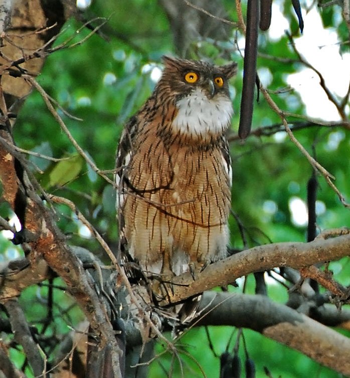 Brown Fish Owl; Ketupa Zeylonensis