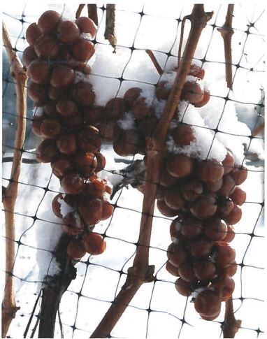 Icewine Canada