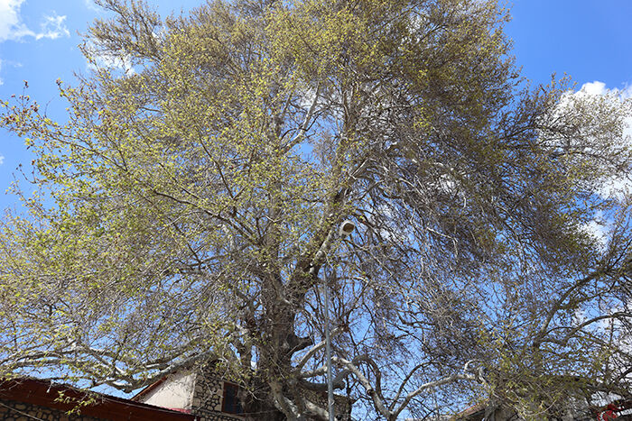 Mersincinaragaci (1)