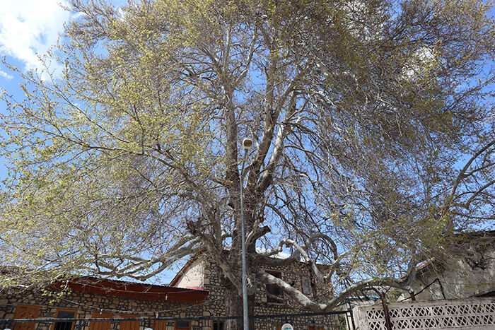 Mersincinaragaci (3)