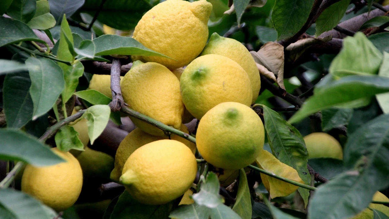 Mersinde Limon Hasadi Basladi 1 Rkw