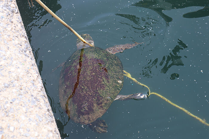 Caretta (2)