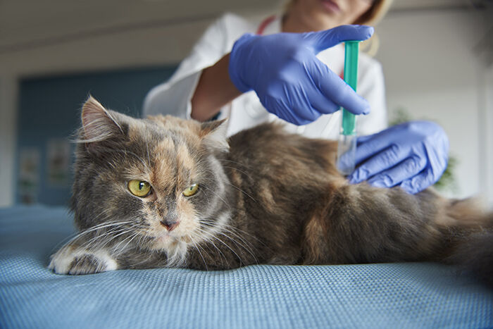 Kedi-8