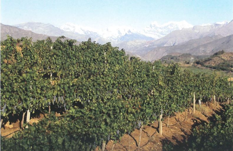 Acongagua Valley
