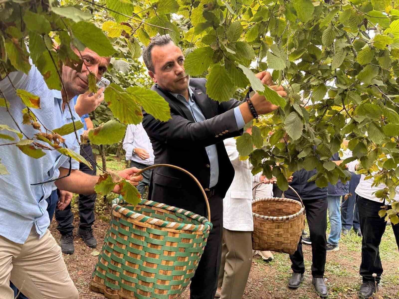 Akçakoca'da fındık bereketi