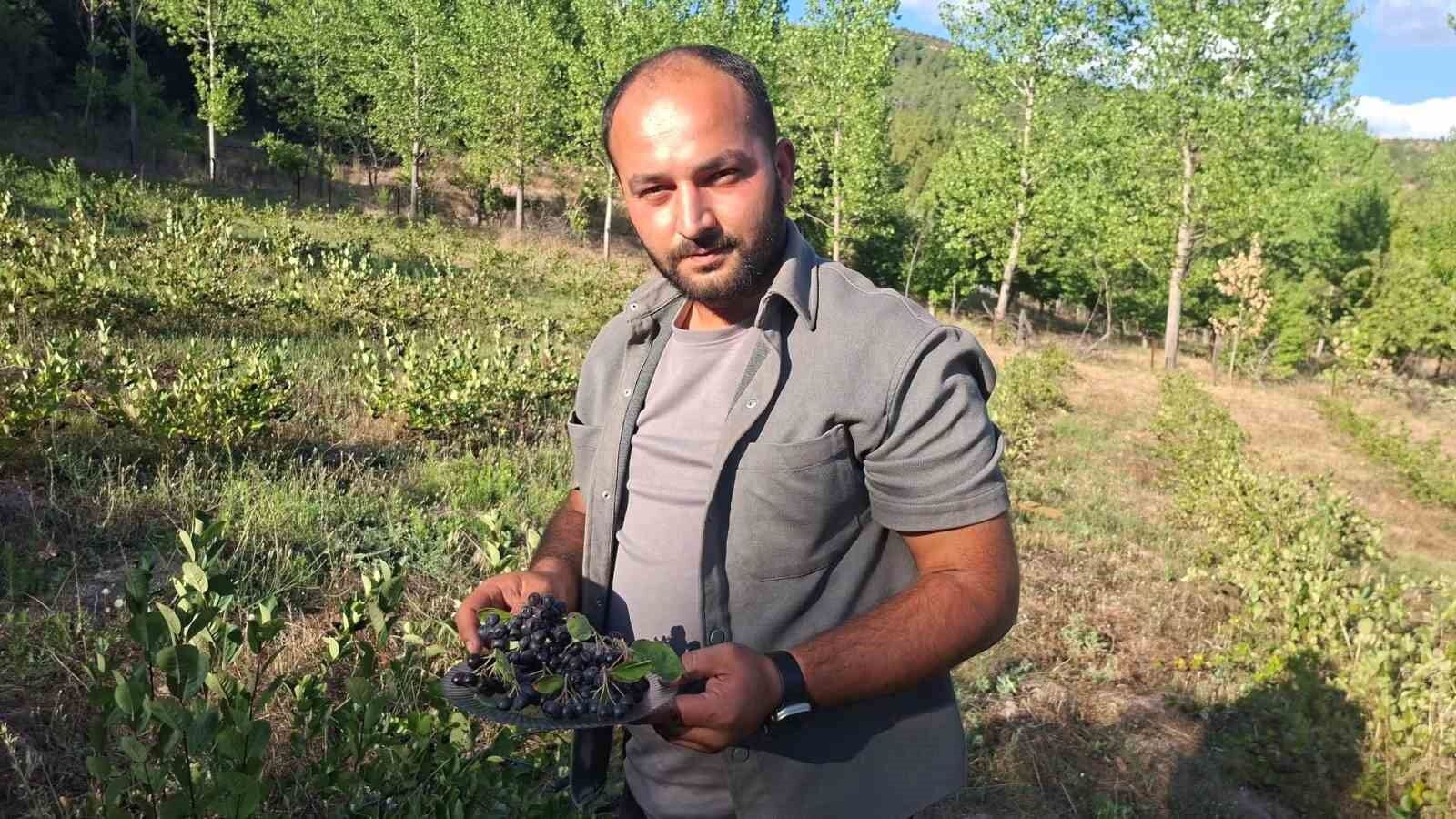 Hisarcık'ta aronya hasadı başladı