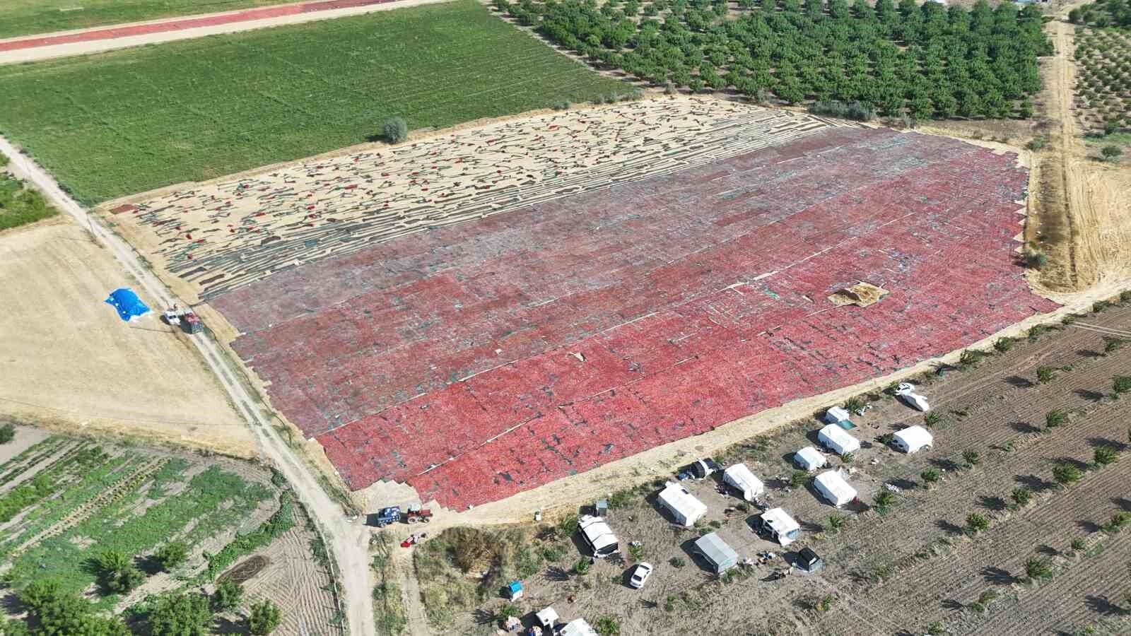 Malatya'da tarlalar kırmızıya boyandı