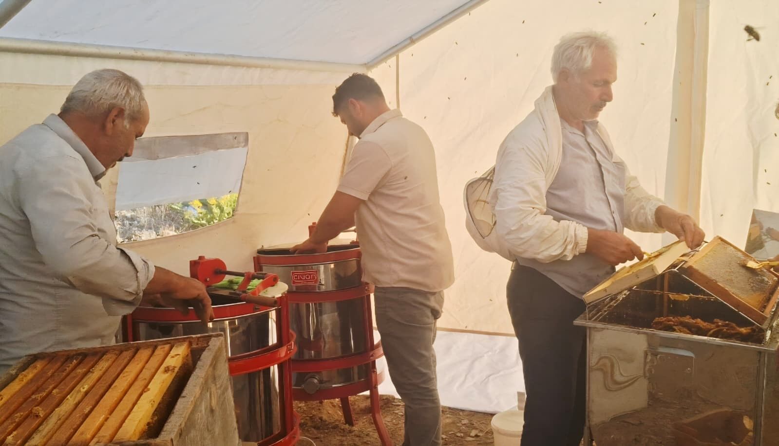 Sincik'te bal hasadı başladı