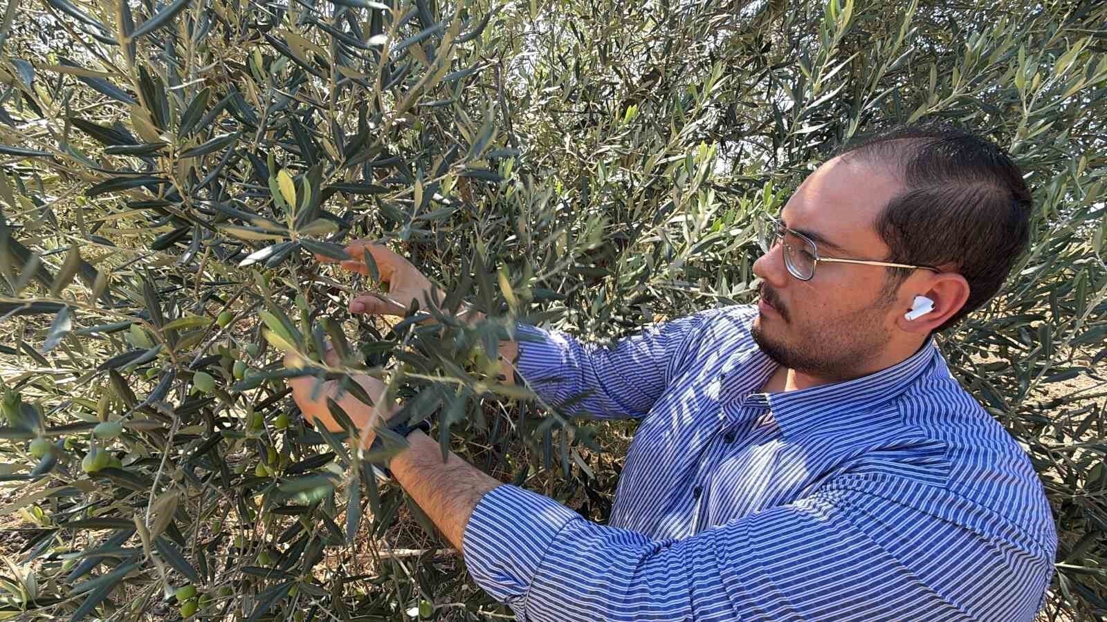 Zeytin hasadı bu yıl 20 gün erken başlayabilir