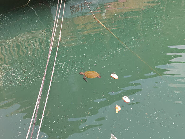Caretta (1)
