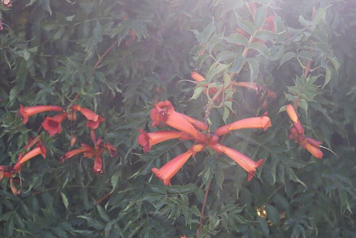 Çiçek (4)