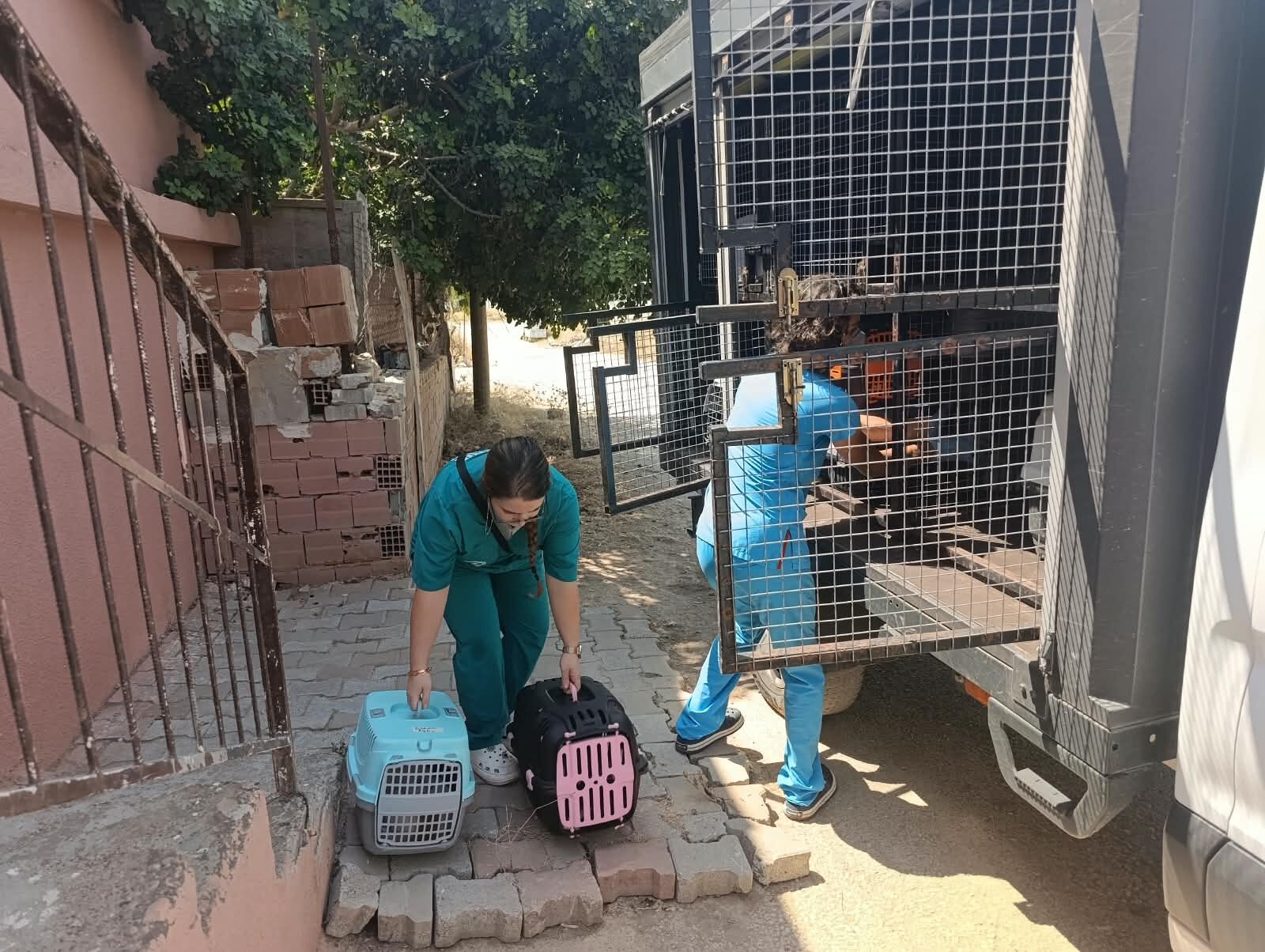 ‘Çöp Ev’ Beklerken ‘Kedi Evi’ Çıktı (1)