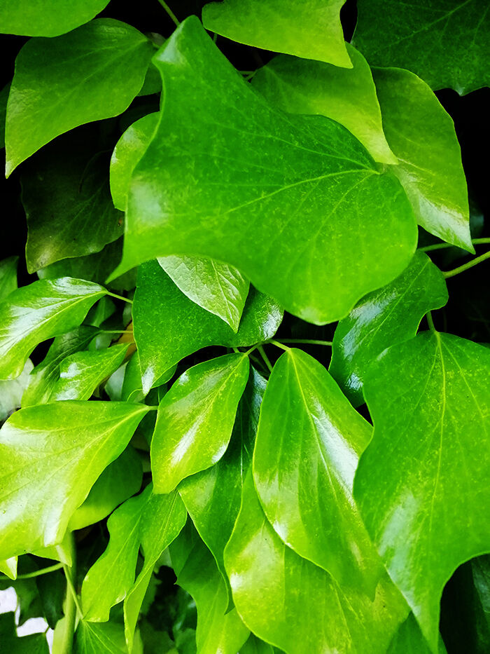 Vertical Picture Tree Leaves Sunlight
