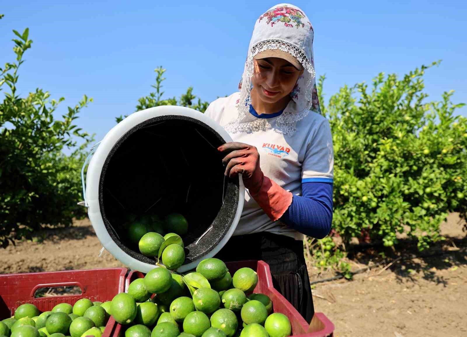 Adana'da limon hasadı başladı: Bahçede kilogramı 6-12 lira