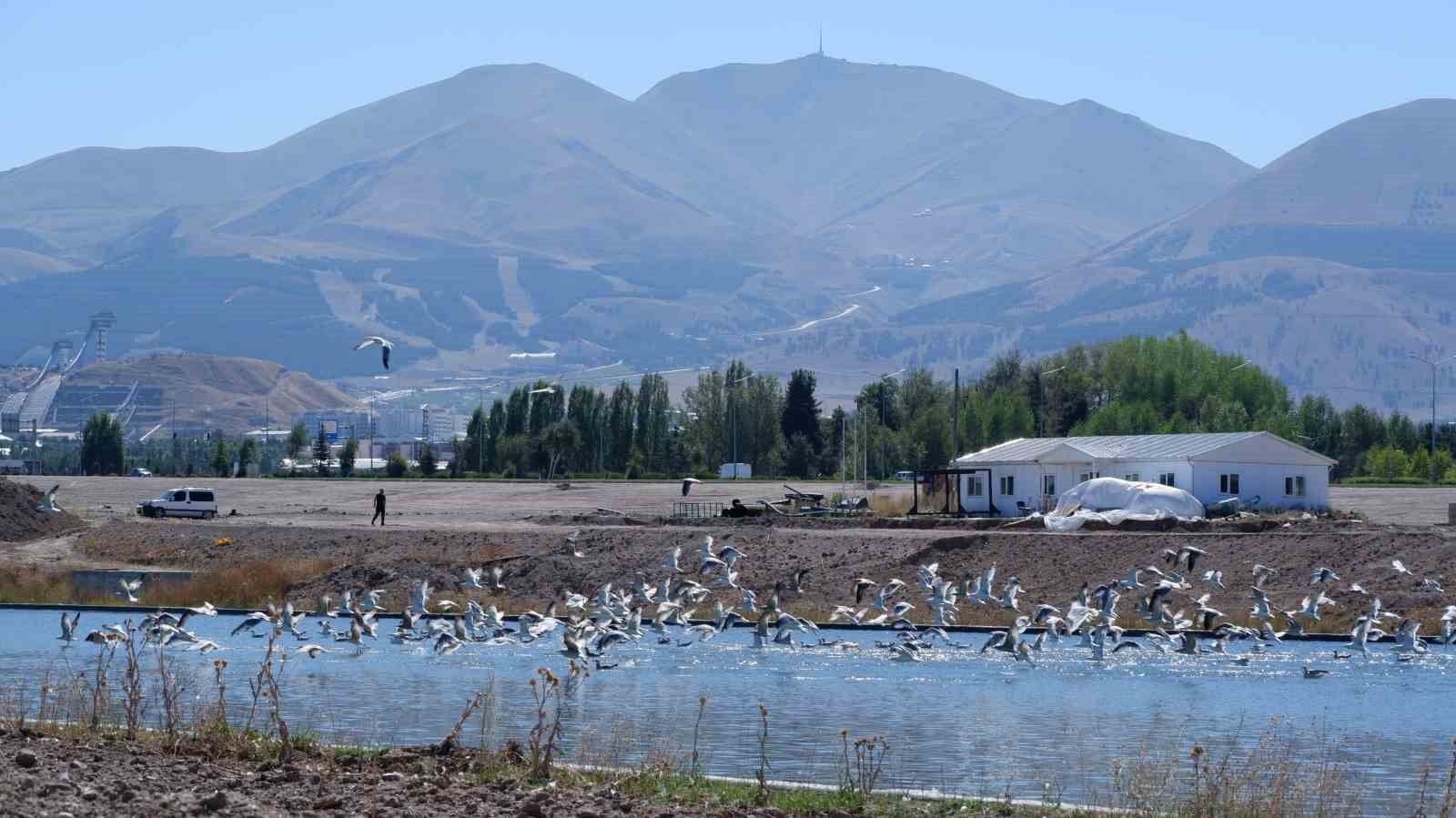 Dalgaların kuşu martılar, denize kıyısı olmayan Erzurum'a misafir oldu