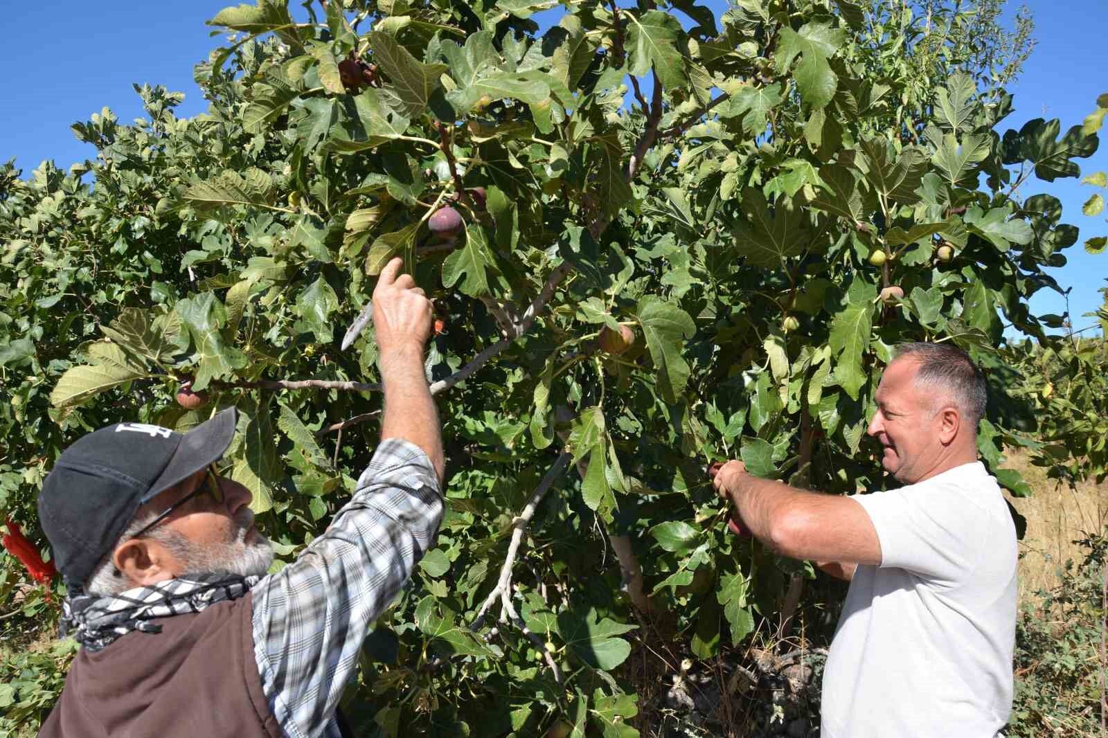Demirci incirinde hasat mesaisi başladı