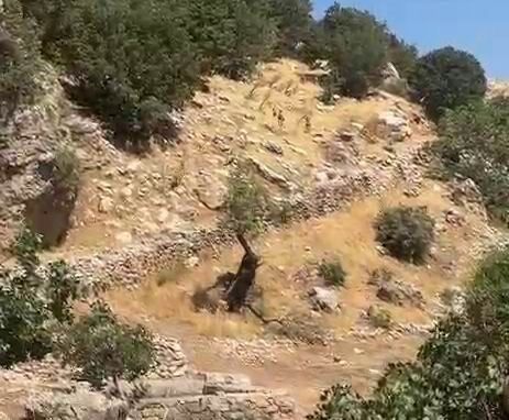 Diyarbakır dağları yaban keçilerine emanet
