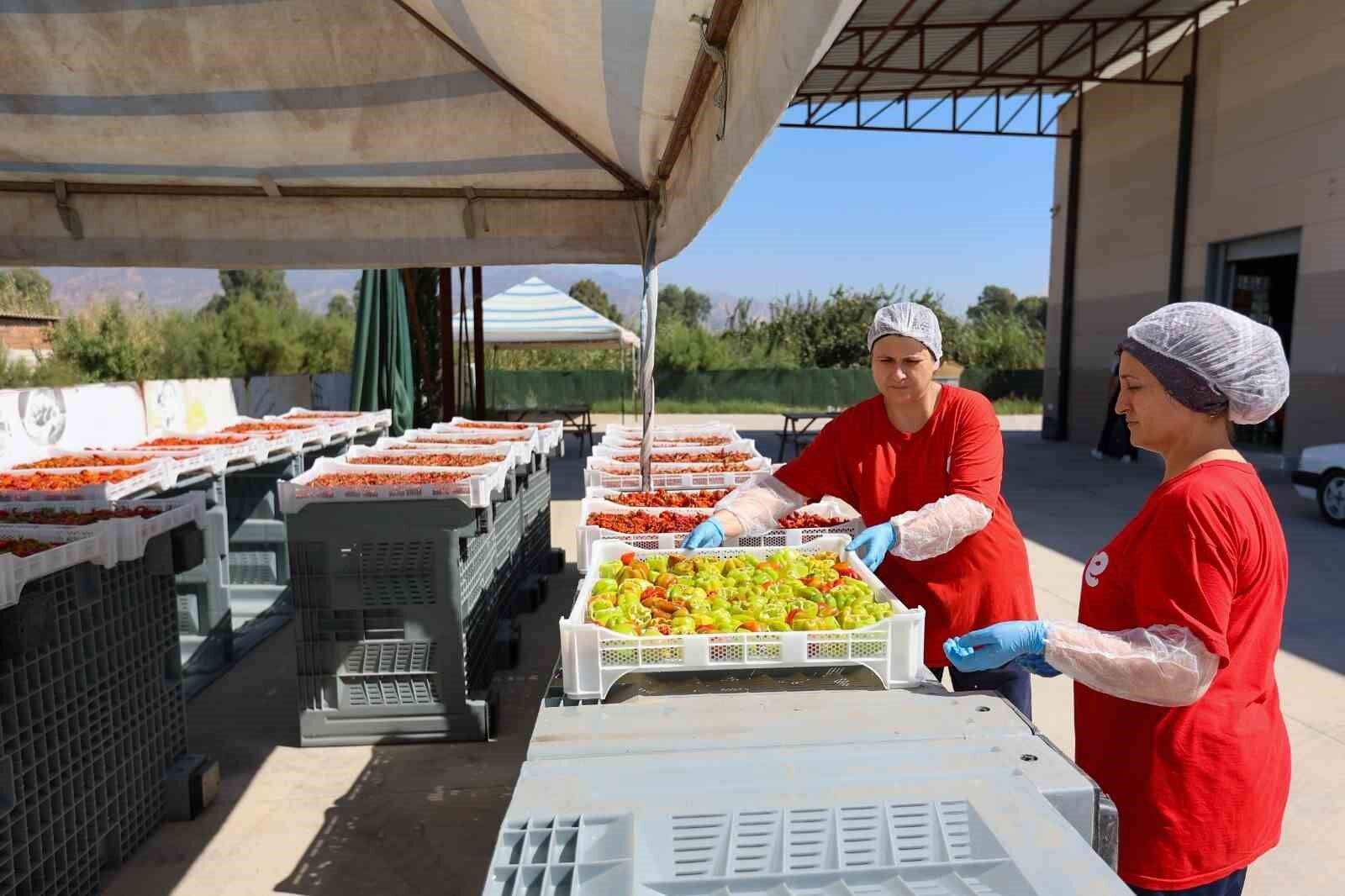Efeler'de kadın emeğiyle kışlık hazırlığı başladı