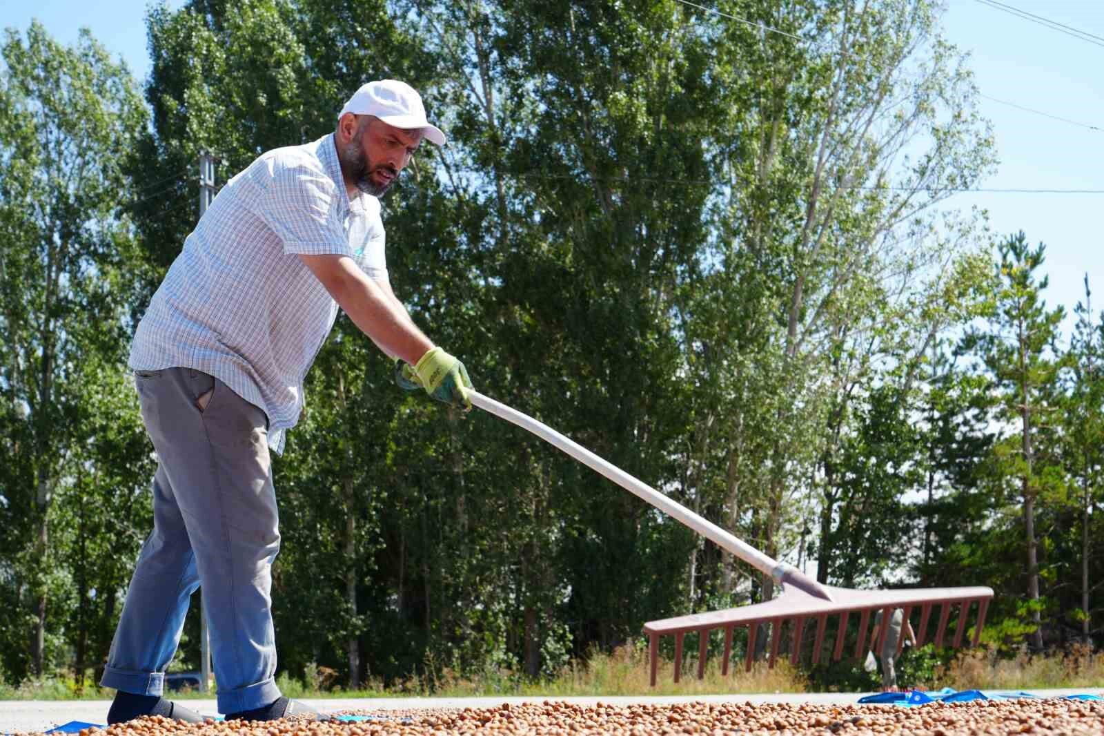 Fındık için güneş yolculuğu: Trabzon'da toplanıyor, Bayburt'ta kurutuluyor