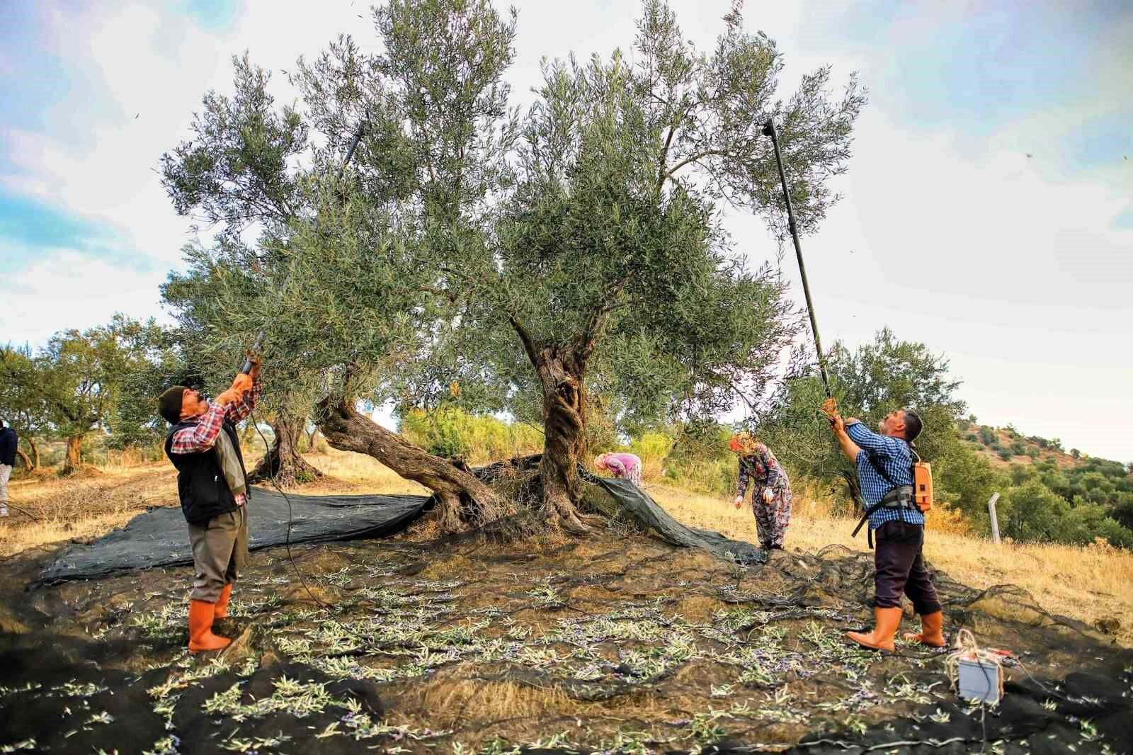 Güney Marmara'da zeytin hasadı başladı, üreticinin gözü fiyatta