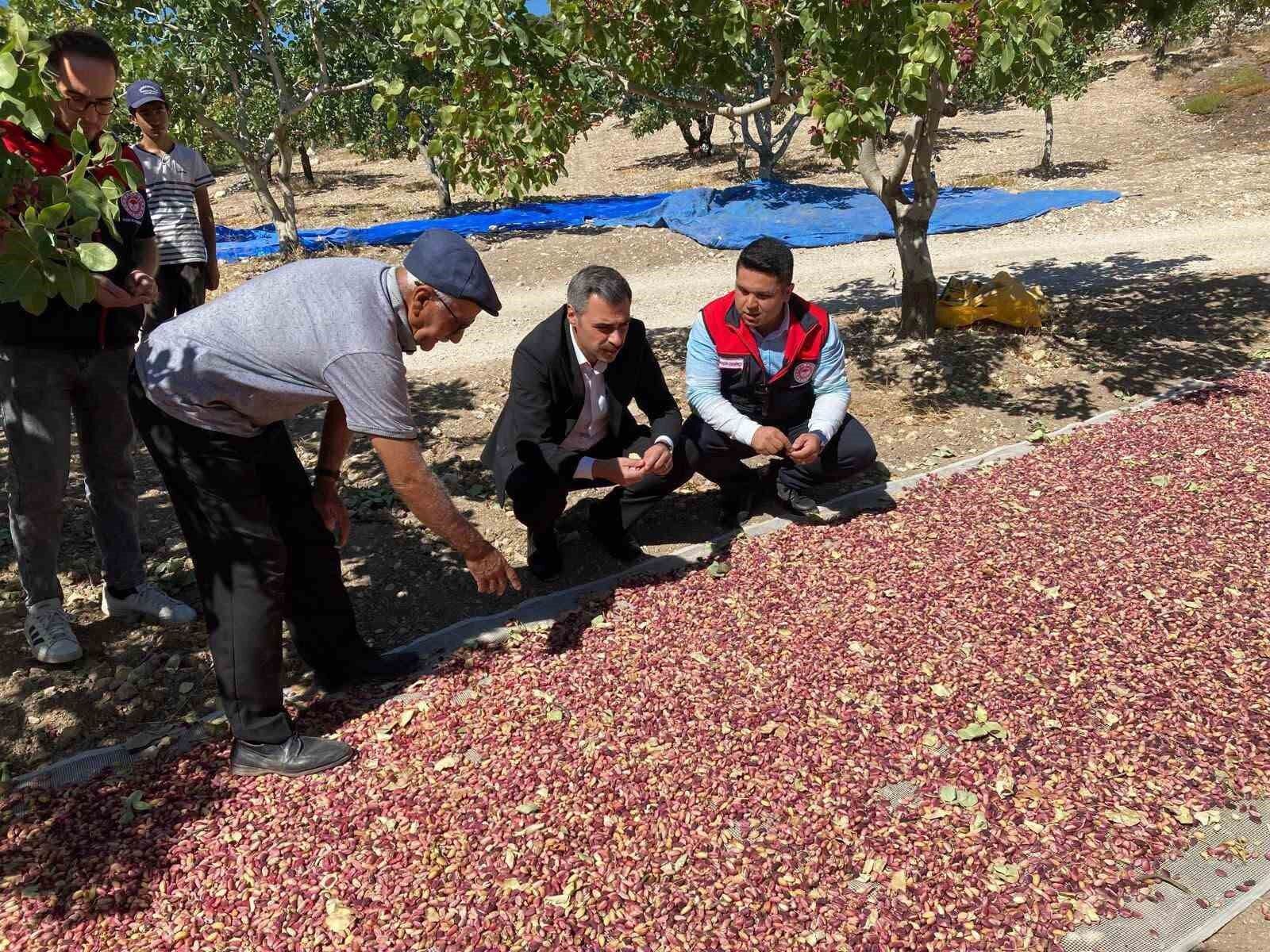 Güney'de toplanan Antep fıstıkları üreticinin yüzünü güldürüyor