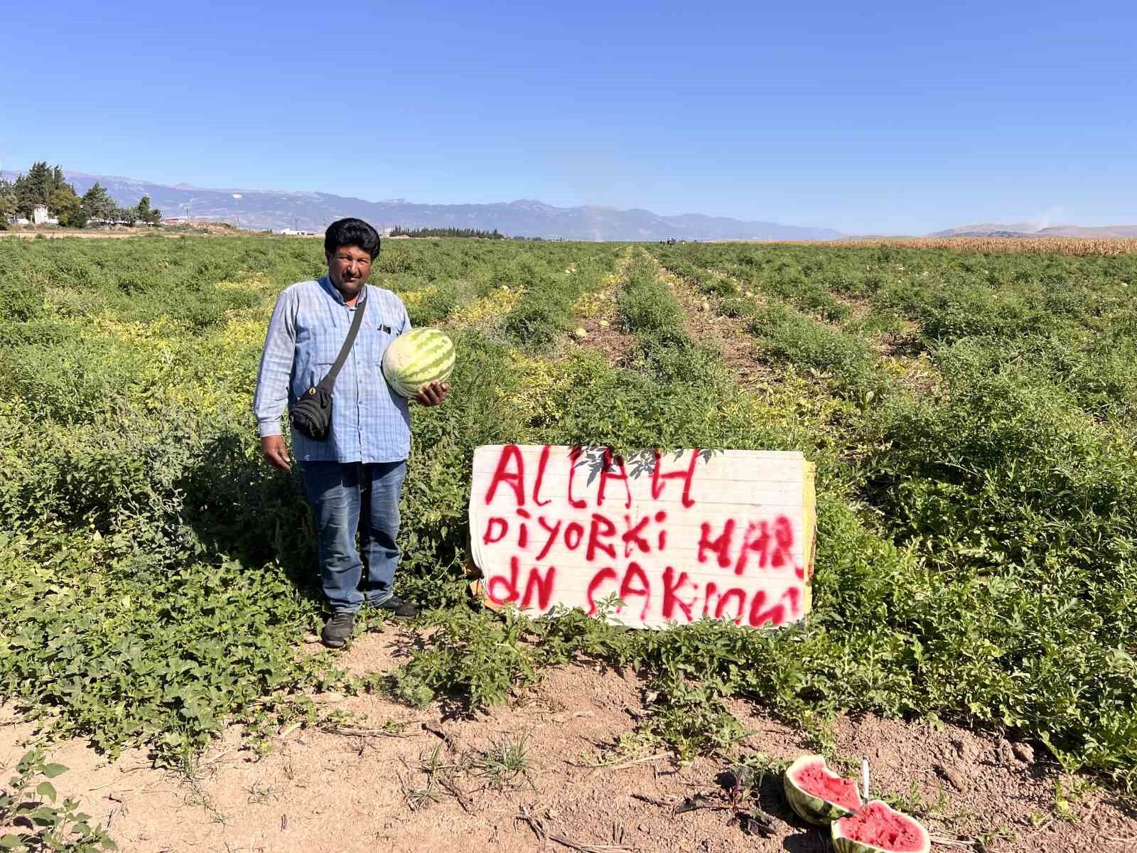 Karpuz hırsızlarıyla başa çıkmak için kibar ikazda bulunan çiftçinin çözümü sonuçsuz kalınca tarlada nöbete başladı