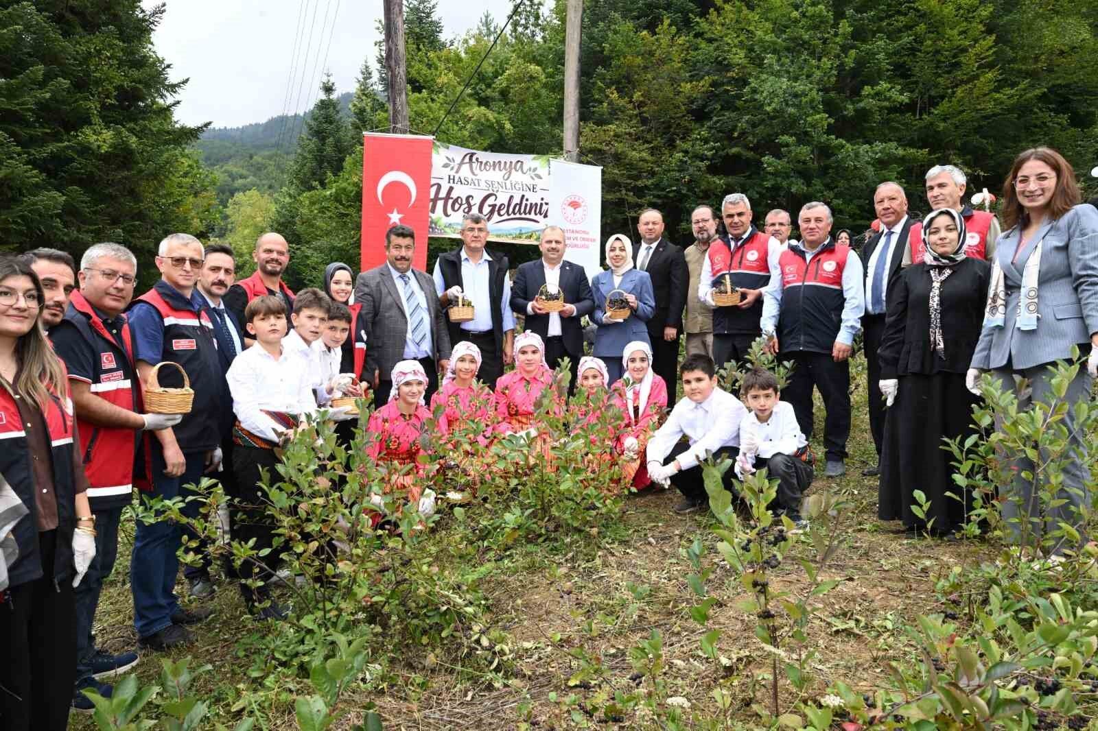 Kastamonu'da aronya hasadı başladı